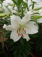 [4246 Crystal Blanca WF No02.JPG]